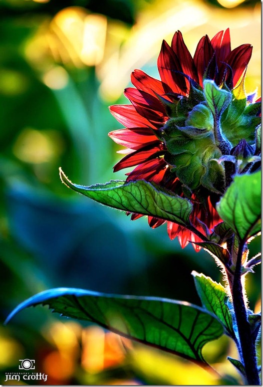 Sunflower backlit by rising sun by Photographer Jim Crotty