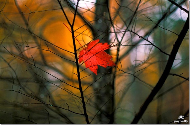 Lone Maple Leaf in Tree at Red River Gorge Kentucky by Jim Crott